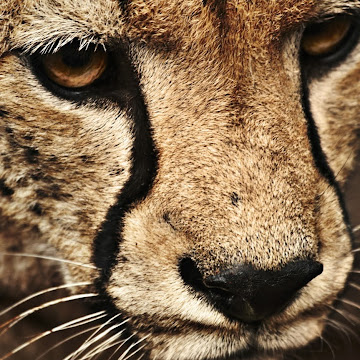 Profile photo of Atwell Khumalo