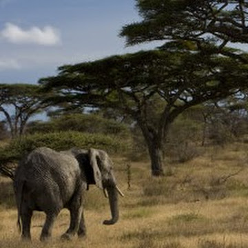 Profile photo of Tsegaye Fanta