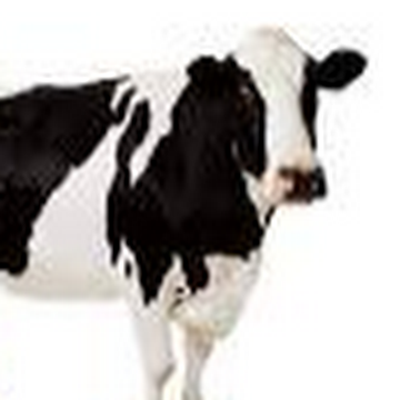 Profile photo of Thys Strydom